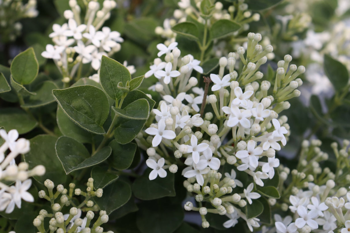 Bloomerang Showmound Lilac shrub, bloom detail