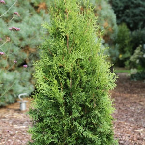 Bloomin' Easy™ Private Jet® Arborvitae Foliage