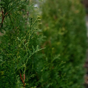 Bloomin' Easy™ Private Jet® Arborvitae Up Close