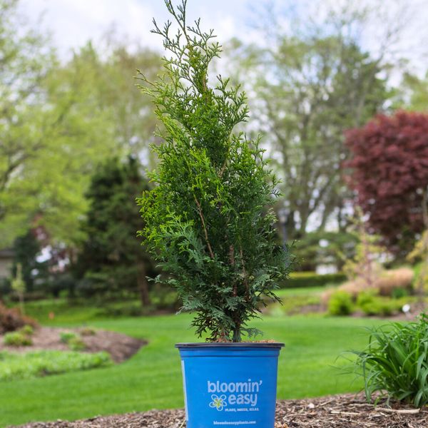 Bloomin' Easy® Private Jet™ Arborvitae | Buy at NatureHills.com
