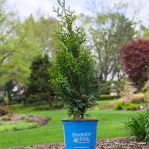 Private Jet™ Arborvitae (Thuja occidentalis 'King of Brabant' PP29,678), a tree featuring evergreen and dense, pyramidal form.