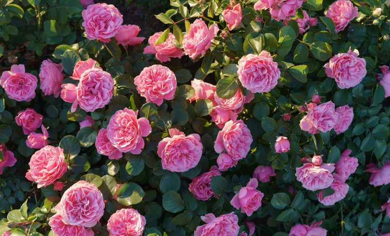 A lush bush of vibrant pink roses in full bloom surrounded by dark green foliage in a sunny garden.