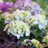 Endless Summer&reg; BloomStruck&reg; Bigleaf Hydrangea Hedge