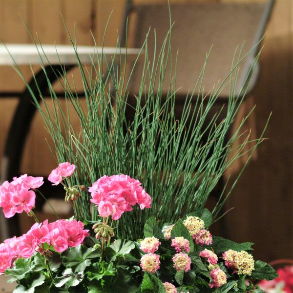 Blue Arrows Rush - Nature Hills Nursery - #1 Container - 
