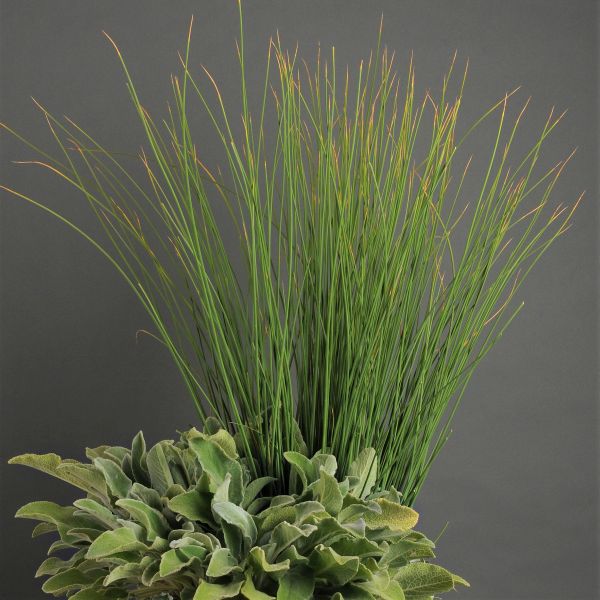 Blue Arrows Rush - Nature Hills Nursery - #1 Container - 