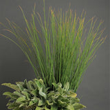 Blue Arrows Rush - Nature Hills Nursery - #1 Container - 