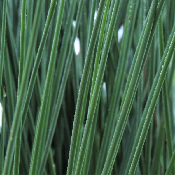 Blue Arrows Rush - Nature Hills Nursery - #1 Container - 