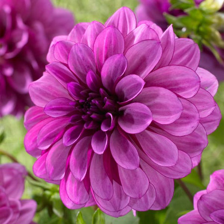 Blue Boy Dahlia - Perennial - Nature Hills Nursery - 