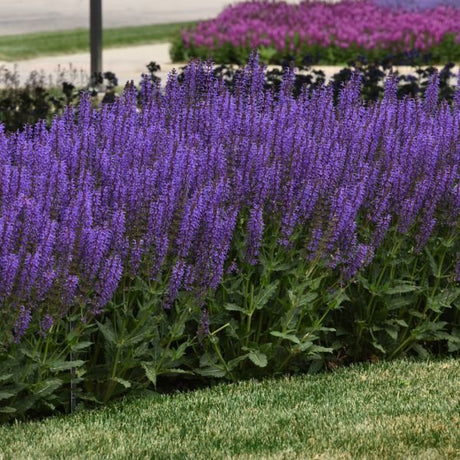 Blue By You Salvia - Nature Hills Nursery - #1 Container - 