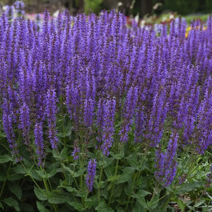 Blue By You Salvia - Nature Hills Nursery - #1 Container - 
