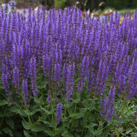 Blue By You Salvia - Nature Hills Nursery - #1 Container - 