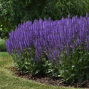 Blue By You Salvia - Nature Hills Nursery - #1 Container - 