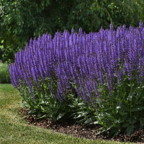 Blue By You Salvia - Nature Hills Nursery - #1 Container - 