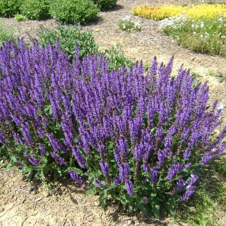 Blue By You Salvia - Nature Hills Nursery - #1 Container - 