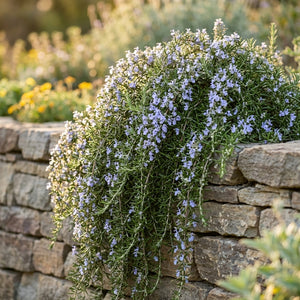 Blue Cascade® Rosemary
