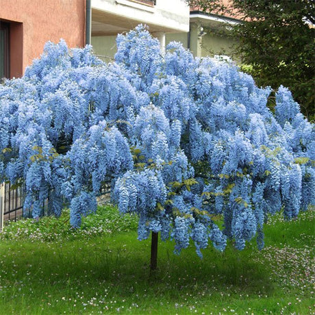 Close-up of blue, purple wisteria flowers on Blue Chinese Wisteria Tree blooming in late spring to early summer.