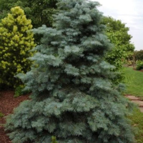 Blue Cloak White Fir - Nature Hills Nursery - #1 Container - 