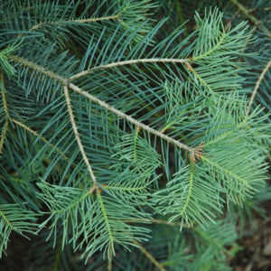 Blue Cloak White Fir - Nature Hills Nursery - #1 Container - 
