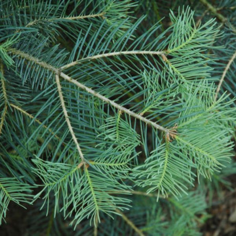 Blue Cloak White Fir - Nature Hills Nursery - #1 Container - 
