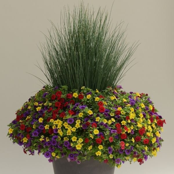 Blue Dart Rush - Nature Hills Nursery - #1 Container 2 Pack - 