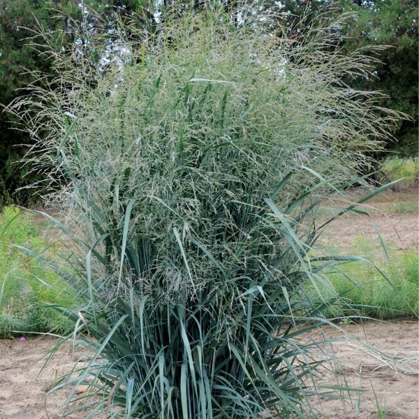 Blue Fountain Switch Grass - Nature Hills Nursery - #1 Container - 