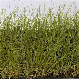 Blue Grama Grass Plugs - Nature Hills Nursery - 70 Plug Tray - 