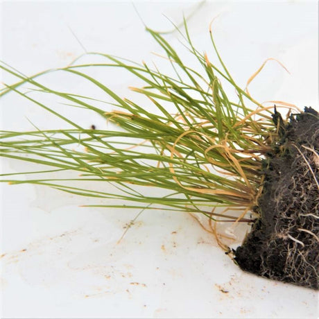 Blue Grama Grass Plugs - Nature Hills Nursery - 70 Plug Tray - 