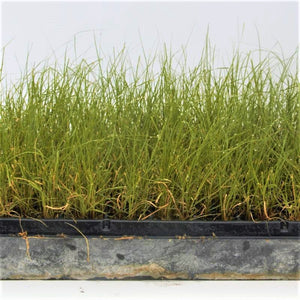 Blue Grama Grass Plugs - Nature Hills Nursery - 70 Plug Tray - 