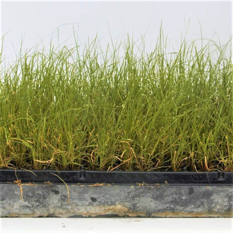 Blue Grama Grass Plugs - Nature Hills Nursery - 70 Plug Tray - 