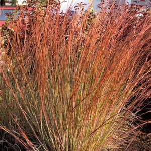 Blue Heaven Little Bluestem Grass - Nature Hills Nursery - #1 Container - 
