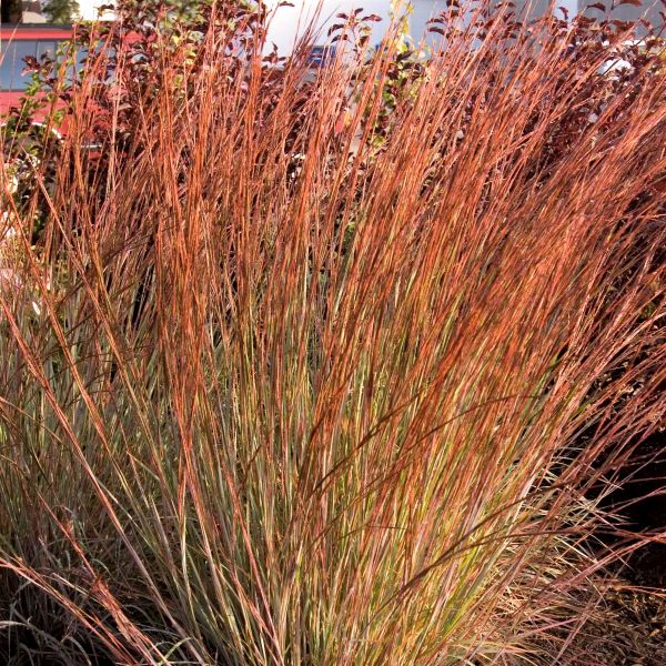 新品 blue herb LITTLETEMPO HOME IS WHERE Smoke Signal Little Bluestem | Gertens Garden Center