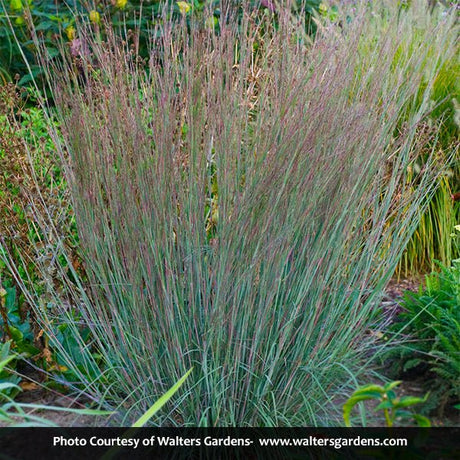 Blue Heaven Little Bluestem Grass - Nature Hills Nursery - #1 Container - 