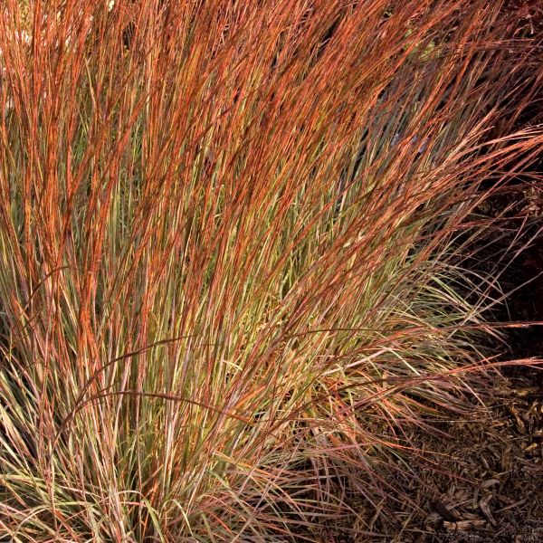 新品 blue herb LITTLETEMPO HOME IS WHERE Blue Heaven Little Bluestem, Schizachyrium scoparium 'MinnblueA'