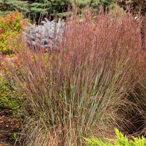 Blue Heaven Little Bluestem Grass - Nature Hills Nursery - #1 Container - 