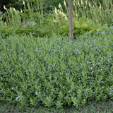 Blue Ice Amsonia