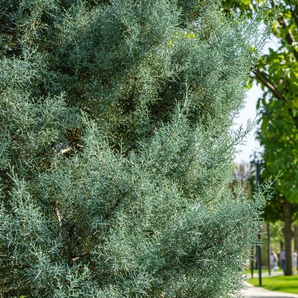 Blue Ice Arizona Cypress - Nature Hills Nursery - #5 Container - 
