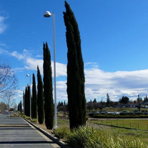 Blue Italian Cypress Tree - Nature Hills Nursery - #1 Container - 