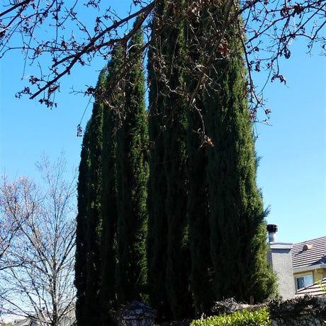 Blue Italian Cypress Tree - Nature Hills Nursery - #1 Container - 