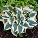 Blue Ivory Hosta - Nature Hills Nursery - Premium #1 Container - 
