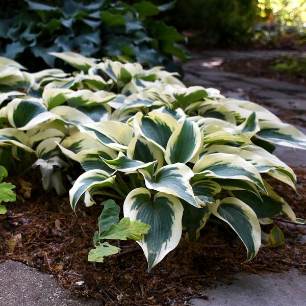 Blue Ivory Hosta - Nature Hills Nursery - Premium #1 Container - 