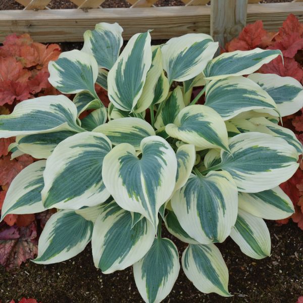 Blue Ivory Hosta - Nature Hills Nursery - Premium #1 Container - 