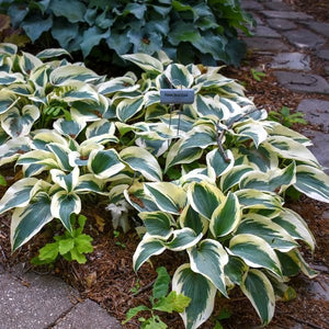 Perennial foliage of Blue Ivory Hosta (Hosta 'Blue Ivory' PP19,623) in a garden setting.