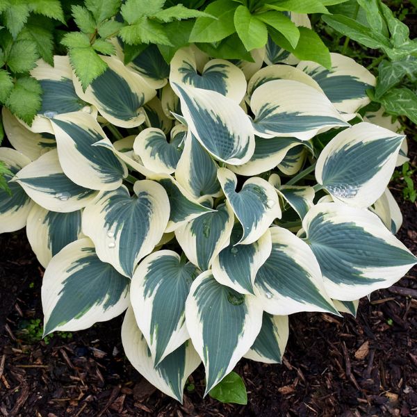 Blue Ivory Hosta (Hosta 'Blue Ivory' PP19,623), a perennial featuring purple flowers and perennial.