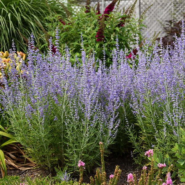 Blue Jean Baby Russian Sage - Nature Hills Nursery - #1 Container - 