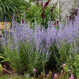 Blue Jean Baby Russian Sage - Nature Hills Nursery - #1 Container - 