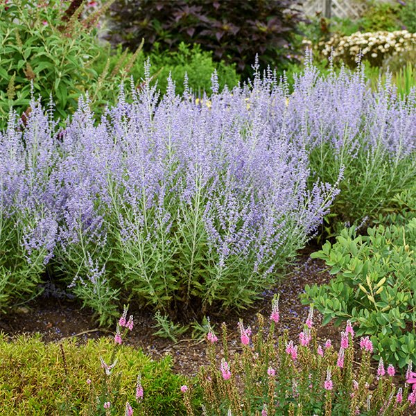 Blue Jean Baby Russian Sage - Nature Hills Nursery - #1 Container - 