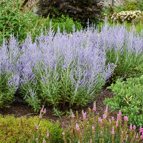 Blue Jean Baby Russian Sage - Nature Hills Nursery - #1 Container - 