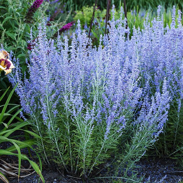 Blue Jean Baby Russian Sage - Nature Hills Nursery - #1 Container - 