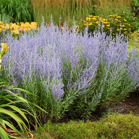 Blue Jean Baby Russian Sage (Salvia yangii 'Blue Jean Baby'), a perennial featuring blue, purple flowers and perennial.