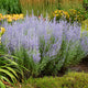 Plants Under $30